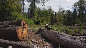 Best Tree Removal  in Sinking Spring, PA