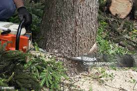 Best Leaf Removal  in Sinking Spring, PA