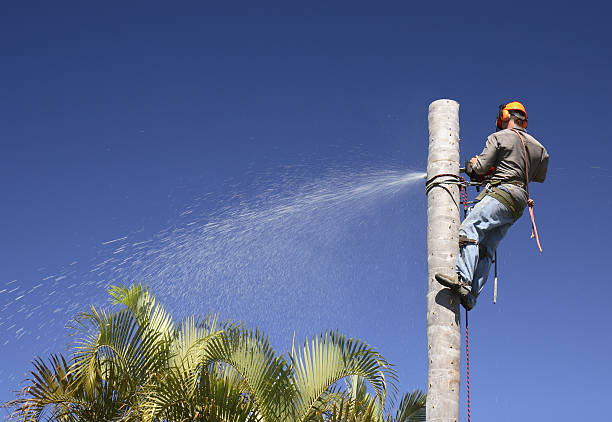 Sinking Spring, PA Tree Care Company