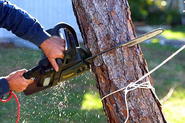 How Our Tree Care Process Works  in  Sinking Spring, PA