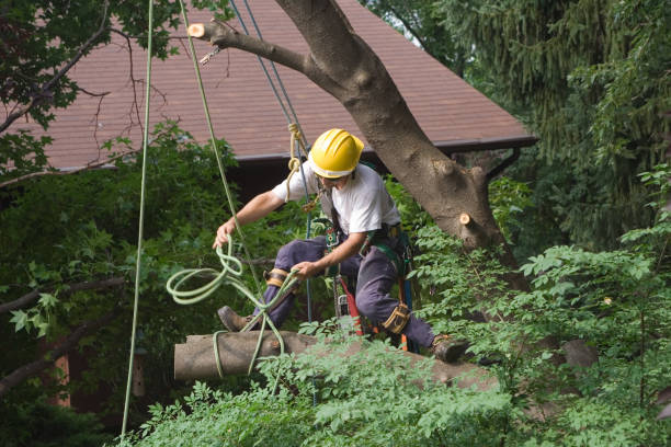 Leaf Removal in Sinking Spring, PA