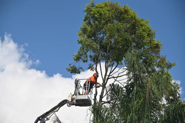 Best Lawn Renovation and Restoration  in Sinking Spring, PA