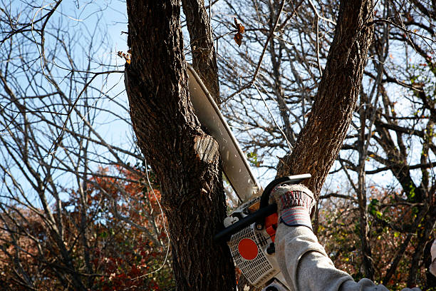 Best Tree Health Inspection  in Sinking Spring, PA