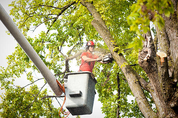 Best Tree Trimming and Pruning  in Sinking Spring, PA