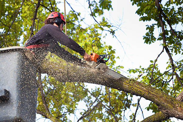 How Our Tree Care Process Works  in  Sinking Spring, PA