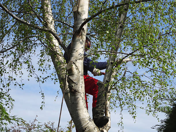 Best Utility Line Clearance  in Sinking Spring, PA